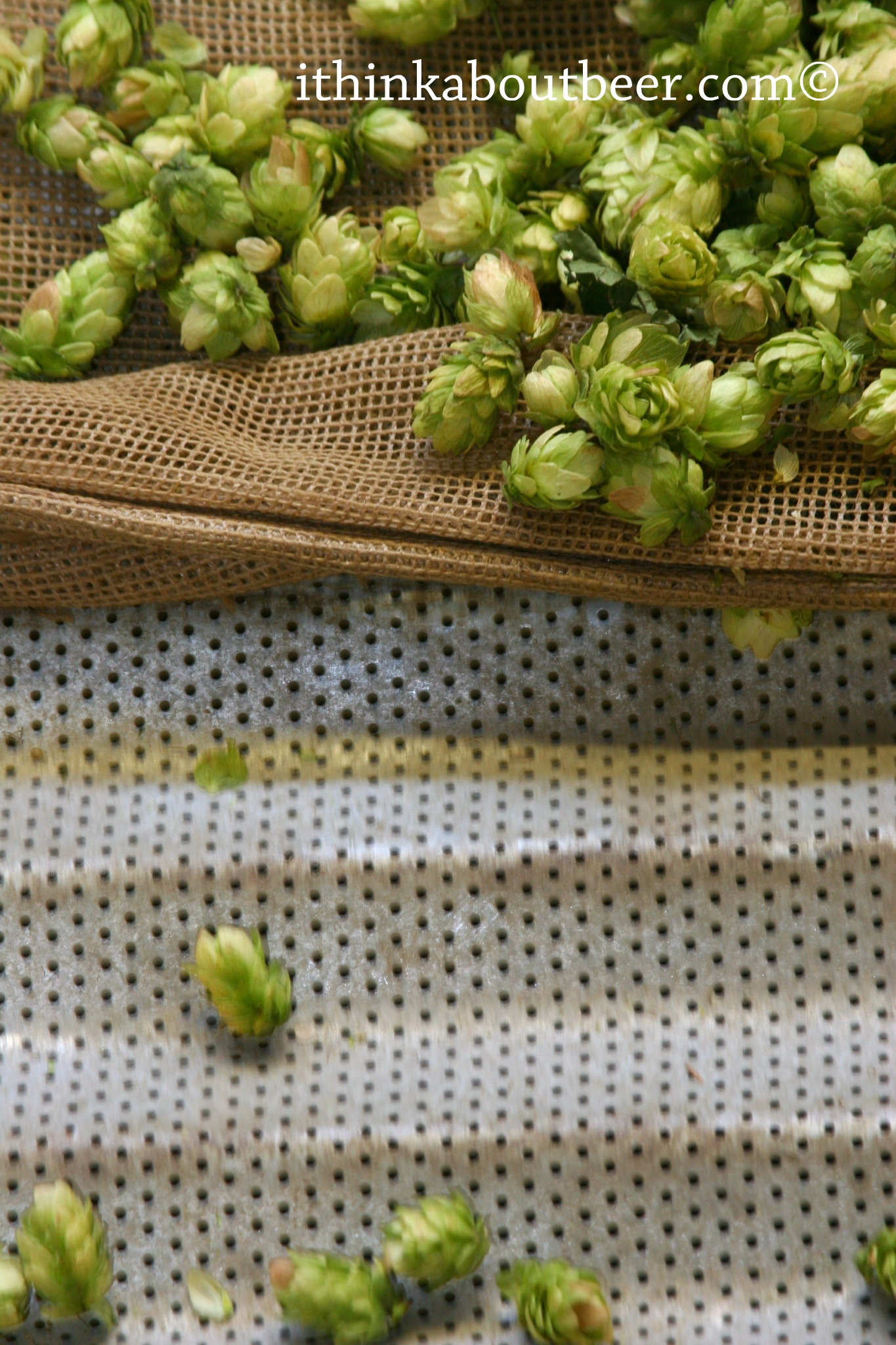 Dragging the Dried Hops